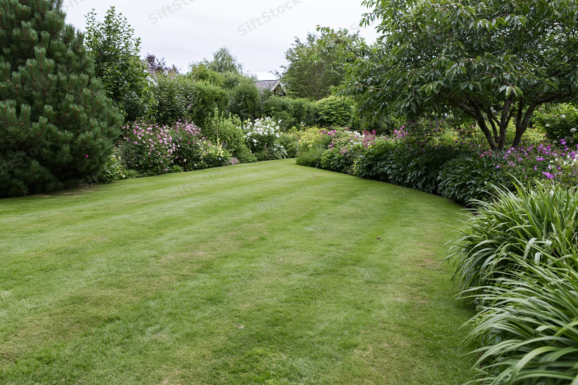 Neatly mowed green lawn bordered by flowering shrubs and trees in a residential garden