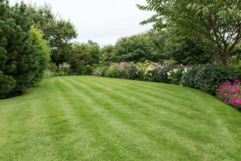 Neatly mowed green lawn with striped pattern bordered by flowering shrubs and trees in a residential garden