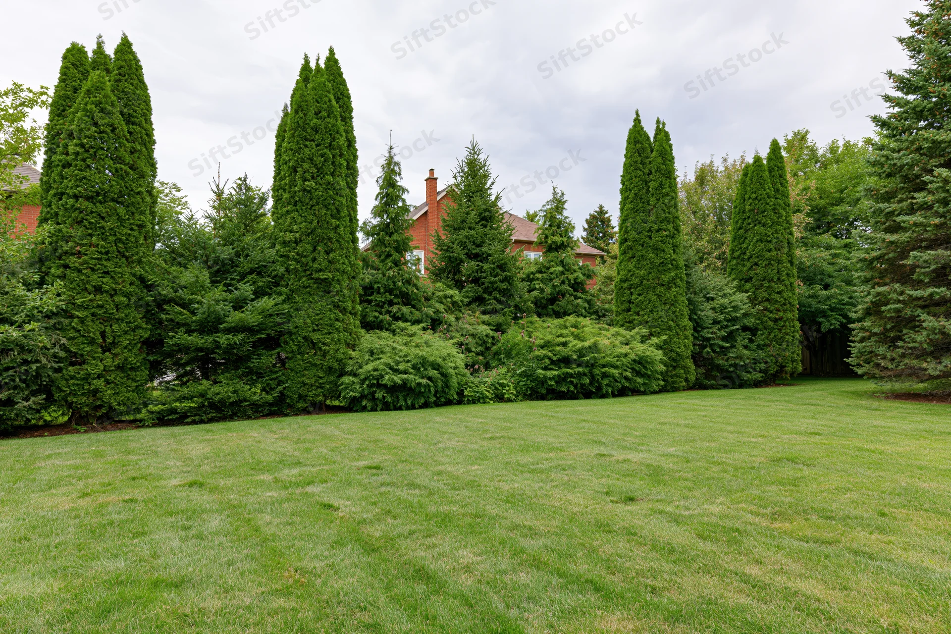 Manicured lawn bordered by tall evergreen trees in a suburban backyard