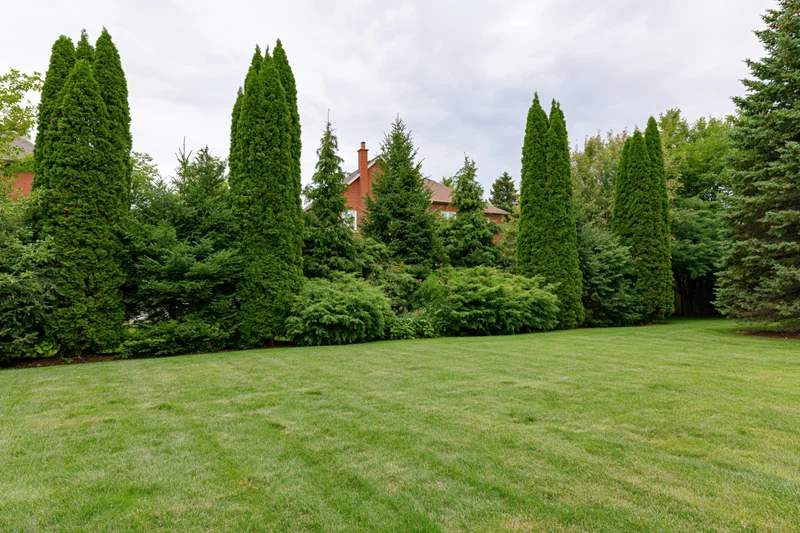 Manicured lawn bordered by tall evergreen trees in a suburban backyard