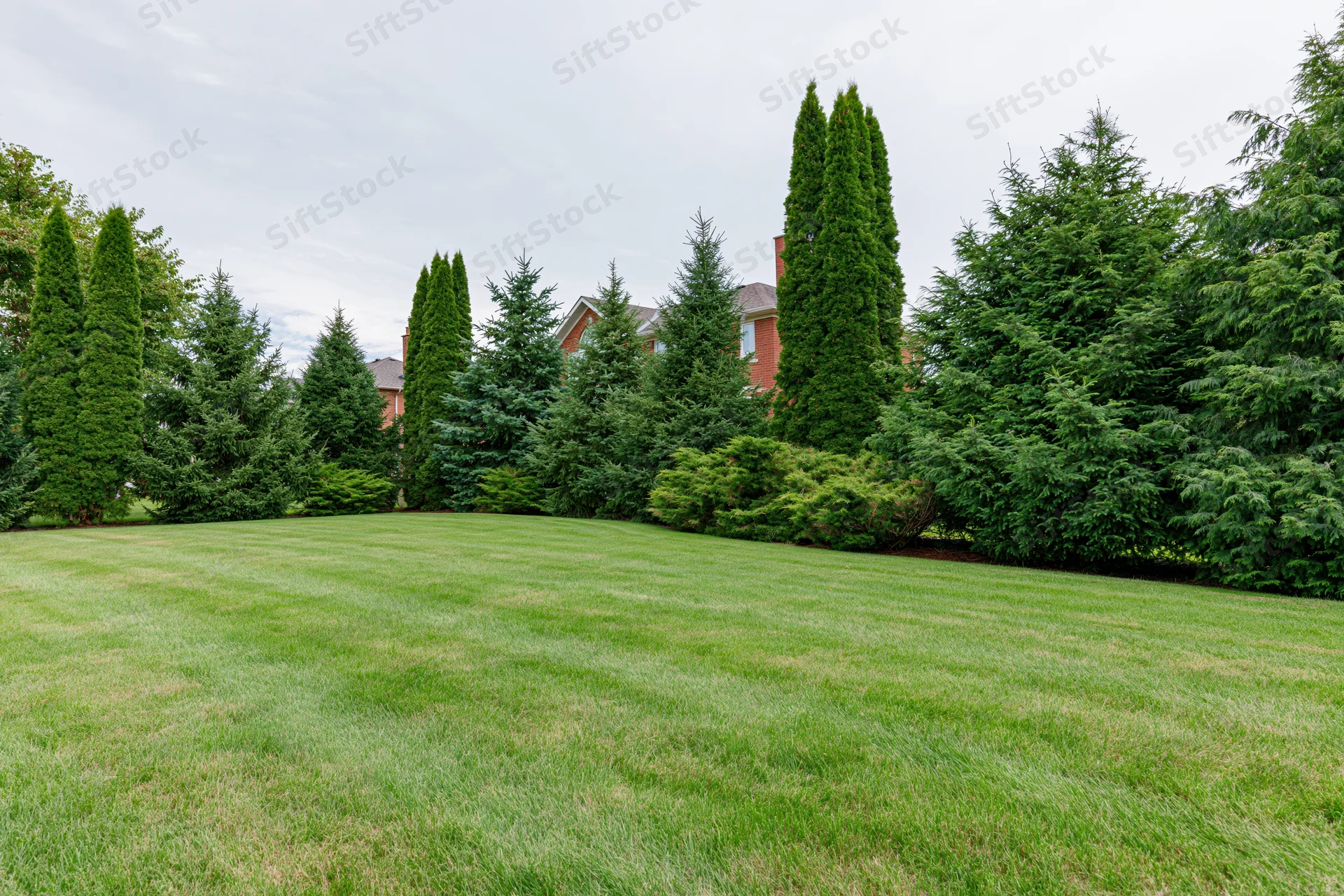 Striped lawn in a suburban backyard bordered by evergreen trees and shrubs with a brick house in the background