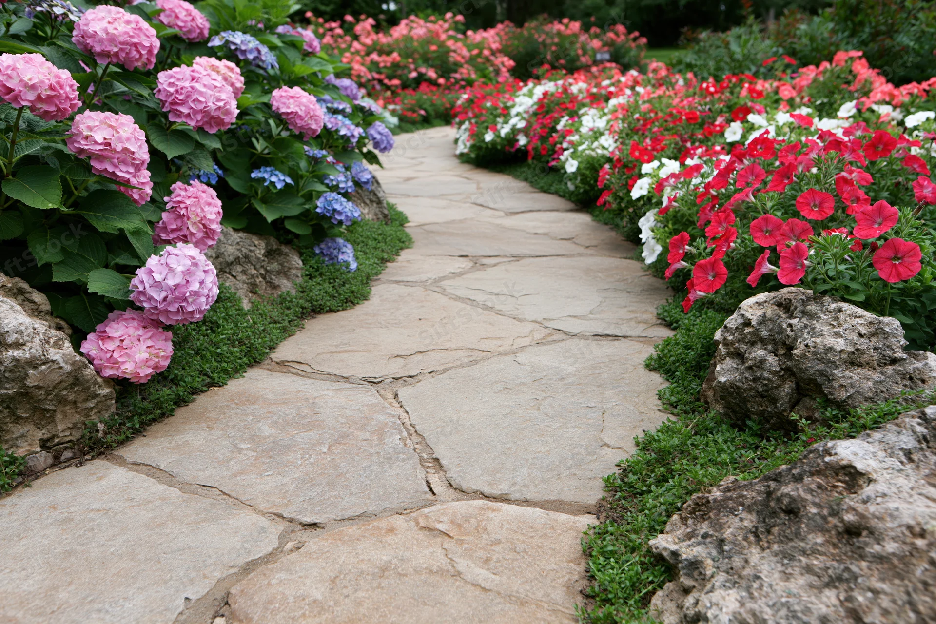 Winding flagstone path curving through densely planted flowerbeds with hydrangeas and petunias in a garden setting