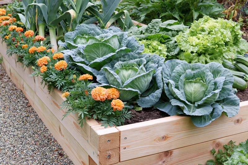 Wooden raised garden bed filled with growing vegetables and marigolds in a backyard garden