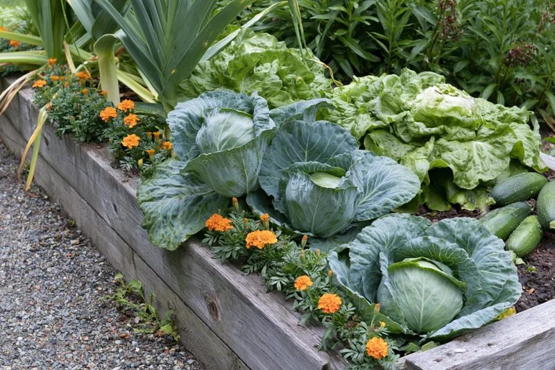 Cabbage and lettuce growing in a wooden raised garden bed with marigolds and zucchini