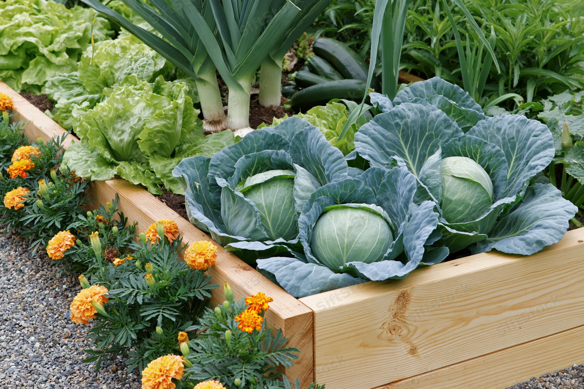 Cabbage and lettuce growing in a wooden raised garden bed with marigolds along the edge