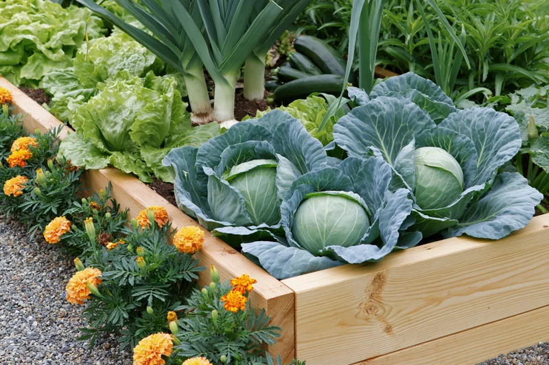 Cabbage and lettuce growing in a wooden raised garden bed with marigolds along the edge