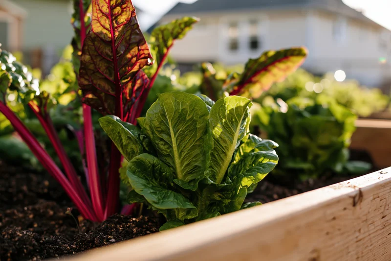 Leafy greens and chard growing in a wooden raised garden bed in a backyard setting