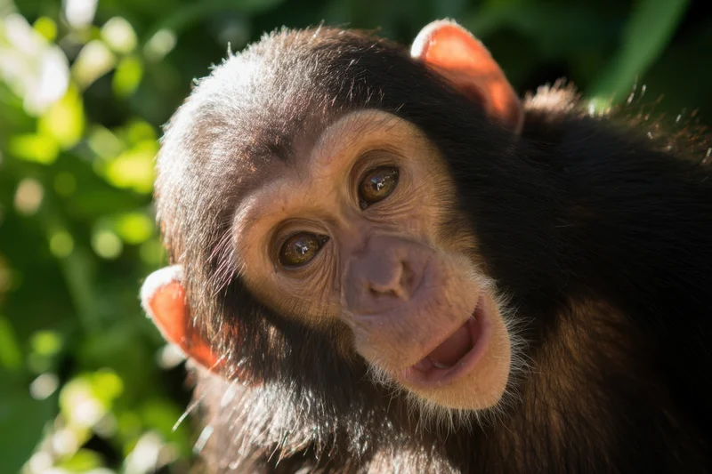 Closeup of a young chimpanzee with bright eyes and open mouth in a green forest setting