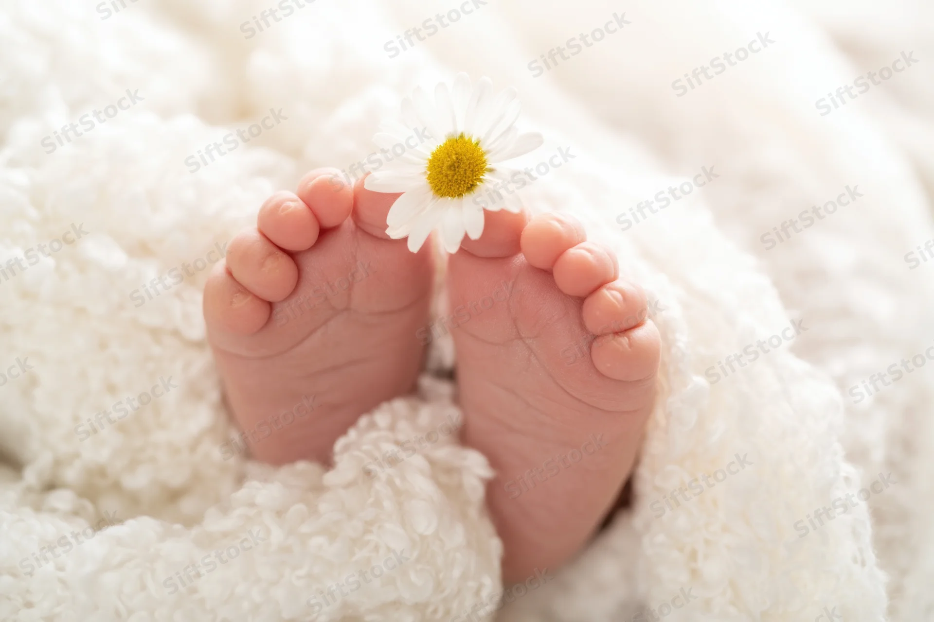 Baby feet resting on a fluffy white blanket with a white daisy placed between them