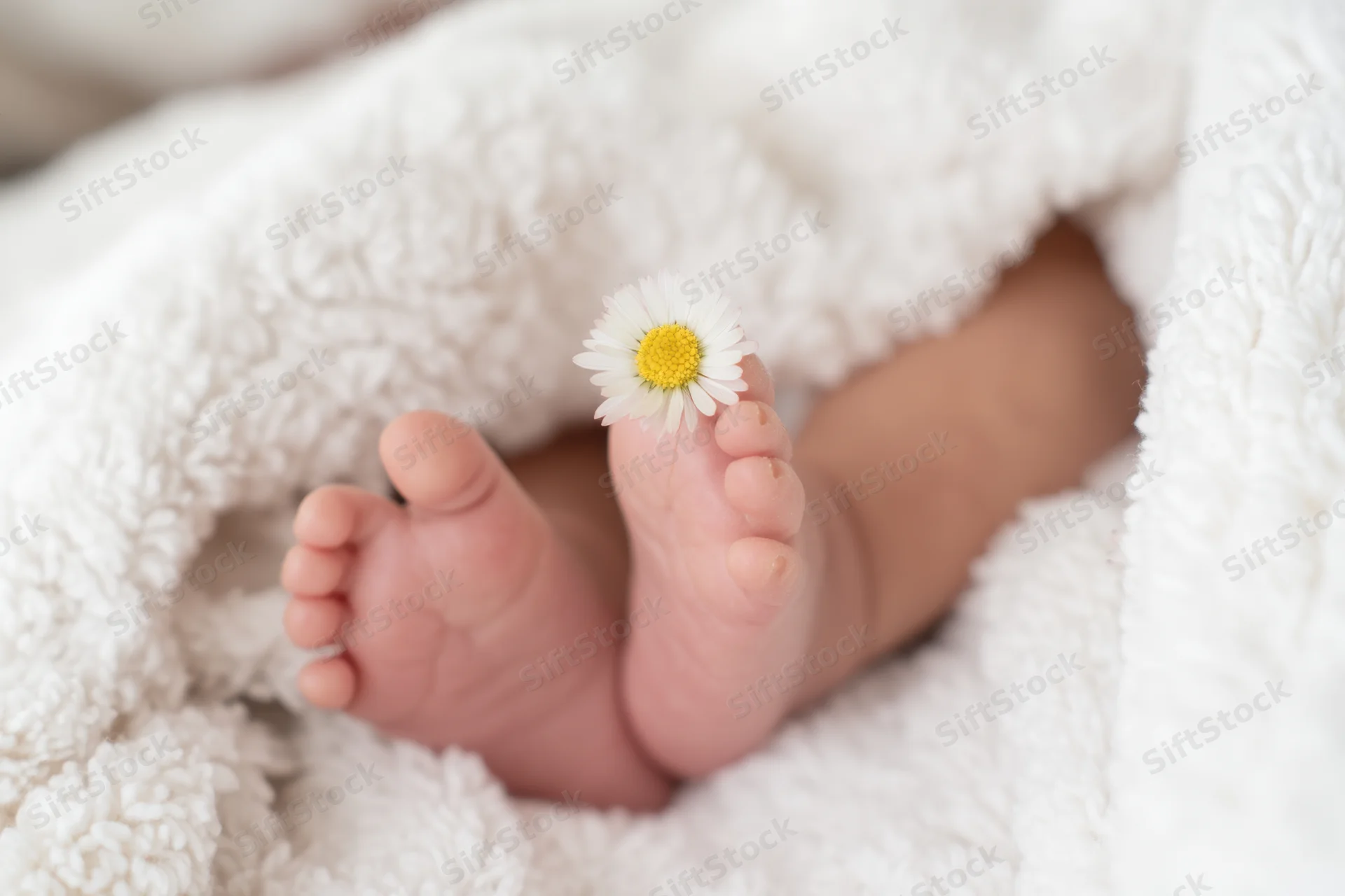 Baby feet nestled in a fluffy white blanket with a white daisy on one toe