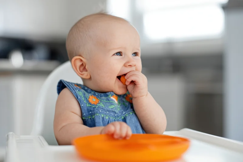 Baby girl eating carrot in highchair at home kitchen