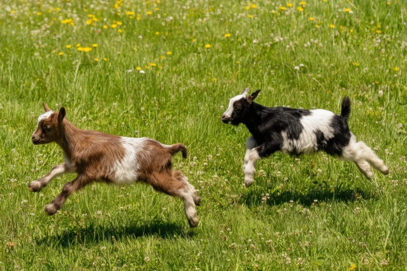 Two baby goats sprinting across a sunlit grassy meadow filled with wildflowers