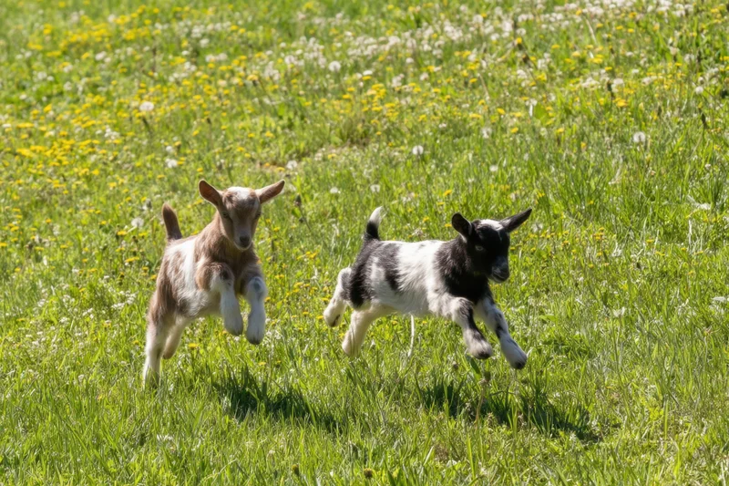 Two goat kids sprinting across a sunlit meadow filled with wildflowers