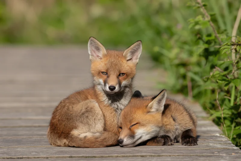 Two red fox cubs cuddling on a weathered wooden deck