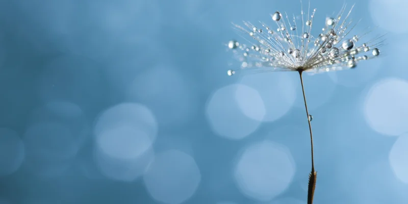 Single dandelion seed head with dew droplets on a blue bokeh background