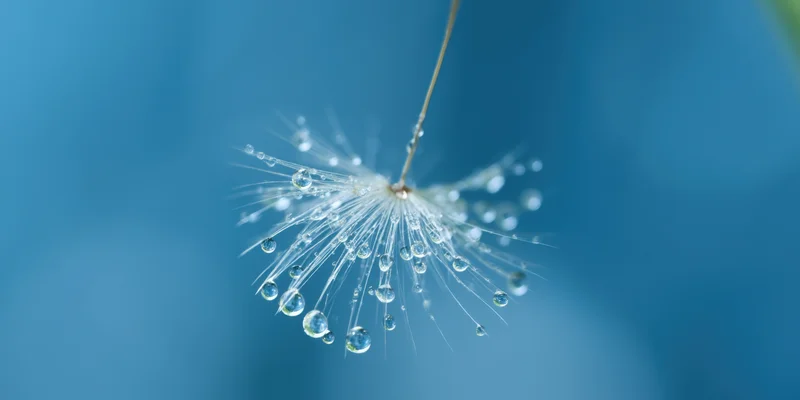 Single dandelion seed with dew droplets suspended against a blue background