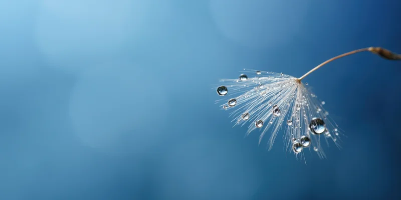 Single dandelion seed with dew droplets on a blue background