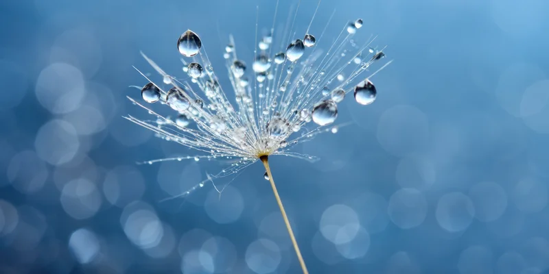 Closeup of a single dandelion seed head with dew droplets clinging to its filaments against a soft blue bokeh background