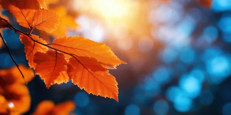Orange autumn leaves on a slender branch backlit by sunlight with blue bokeh background