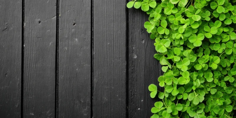 Bright green clover growing along the edge of a dark wooden plank surface