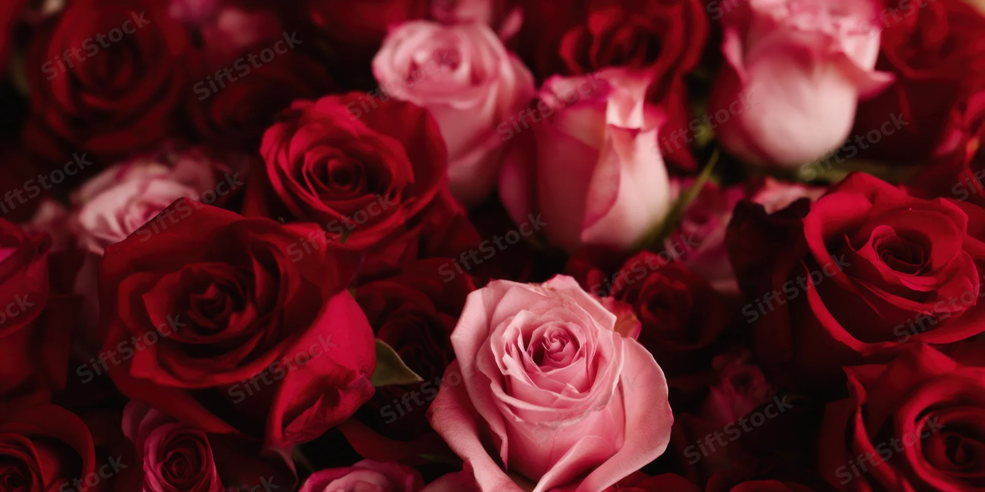 Dense cluster of red and pink roses with velvety petals arranged closely together