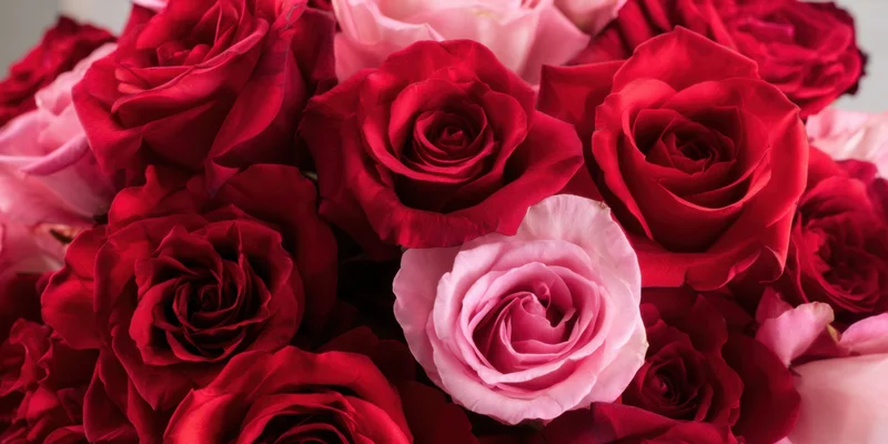Dense cluster of red and pink roses with velvety petals arranged in a bouquet