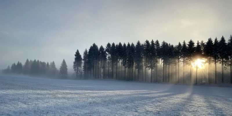Snow-covered field with line of pine trees at sunrise in misty winter landscape