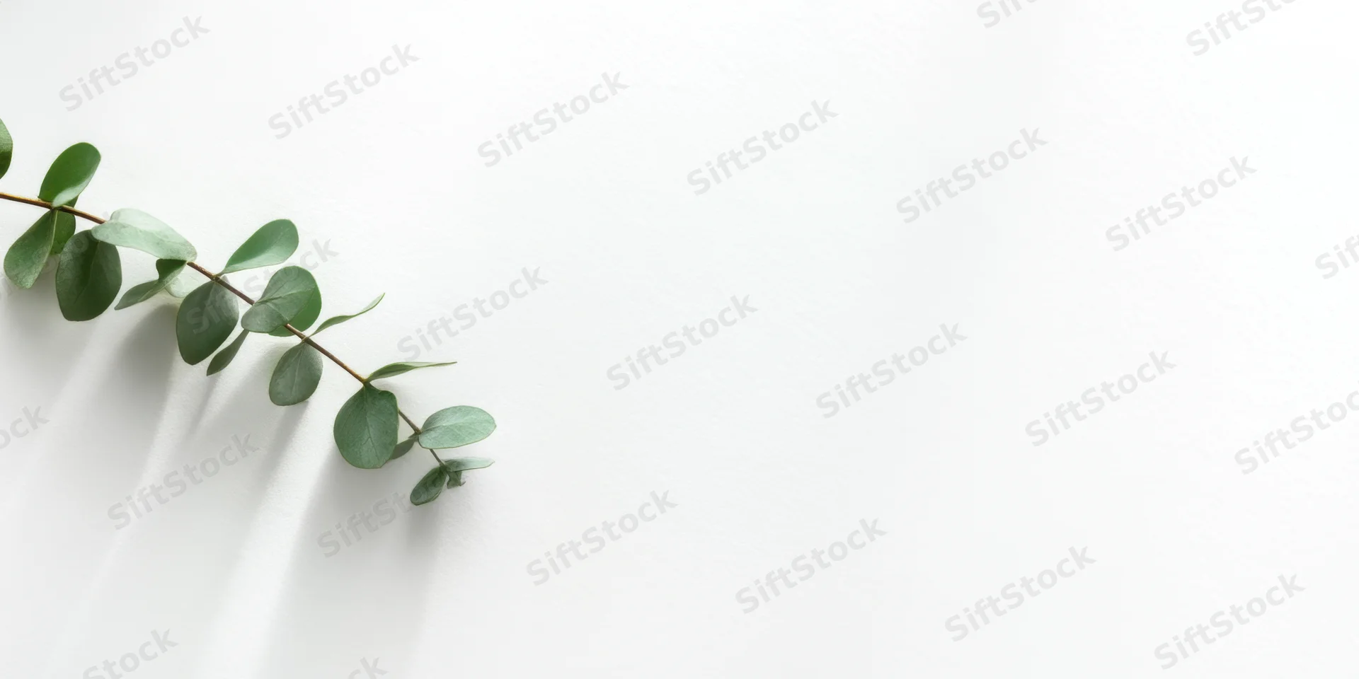 Eucalyptus branch with small rounded green leaves arranged diagonally on white background