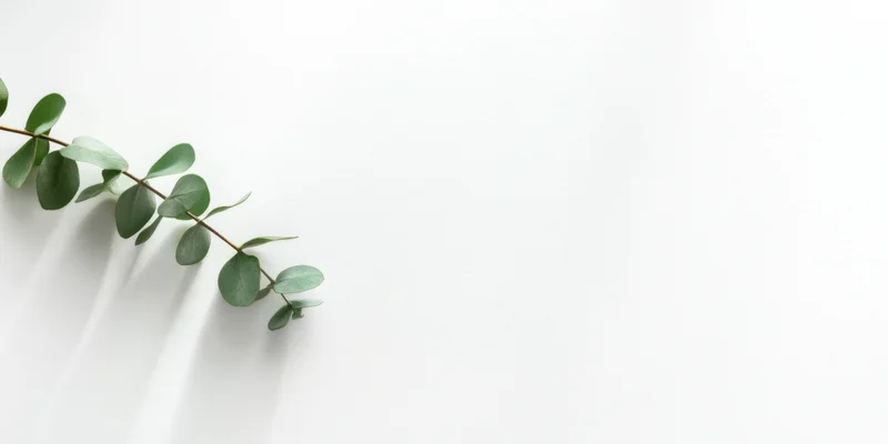 Eucalyptus branch with small rounded green leaves arranged diagonally on white background