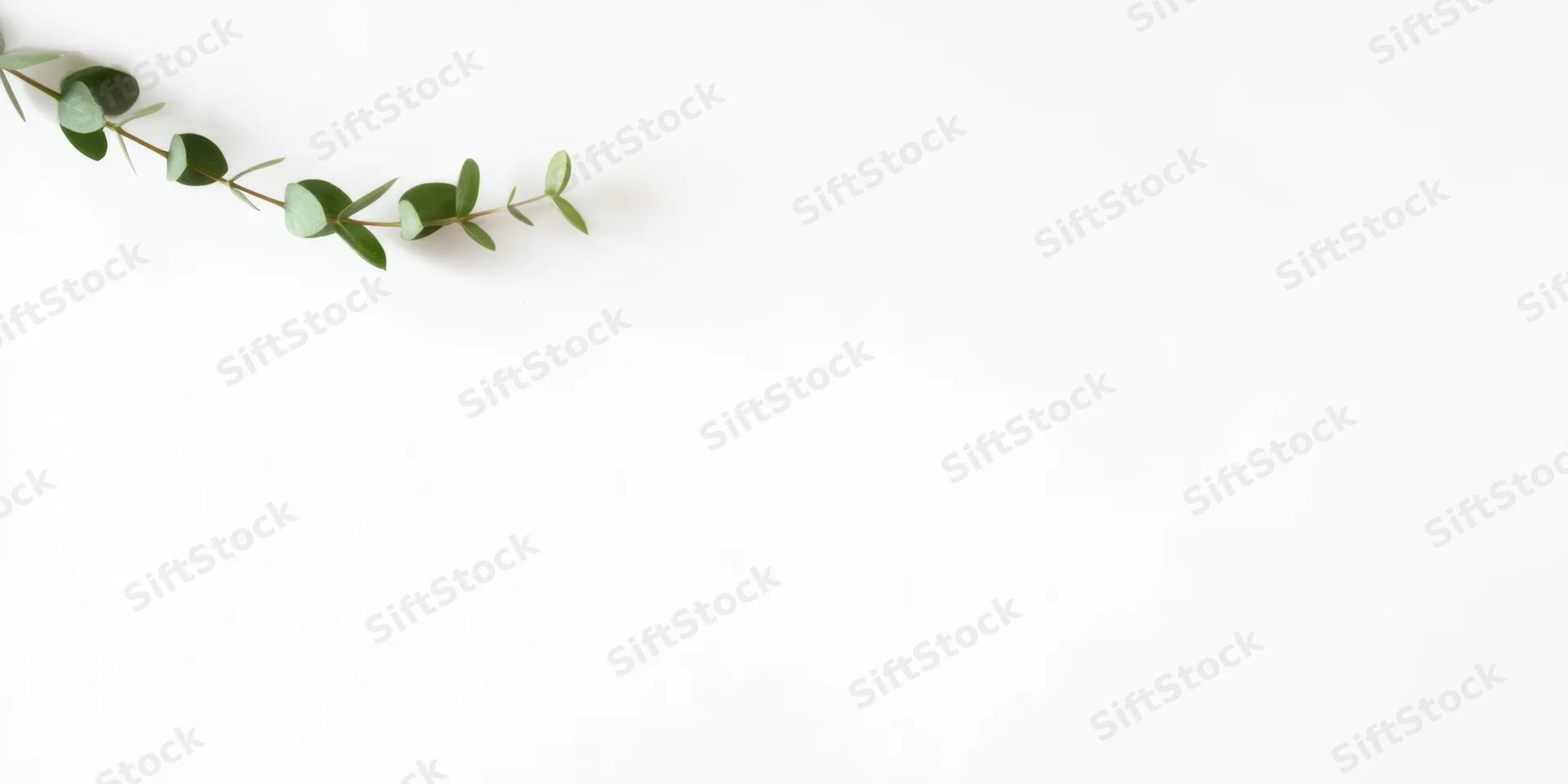 Eucalyptus branch with small round green leaves arranged diagonally on white background