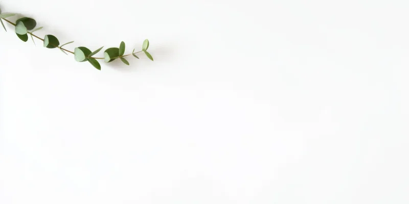 Eucalyptus branch with small round green leaves arranged diagonally on white background