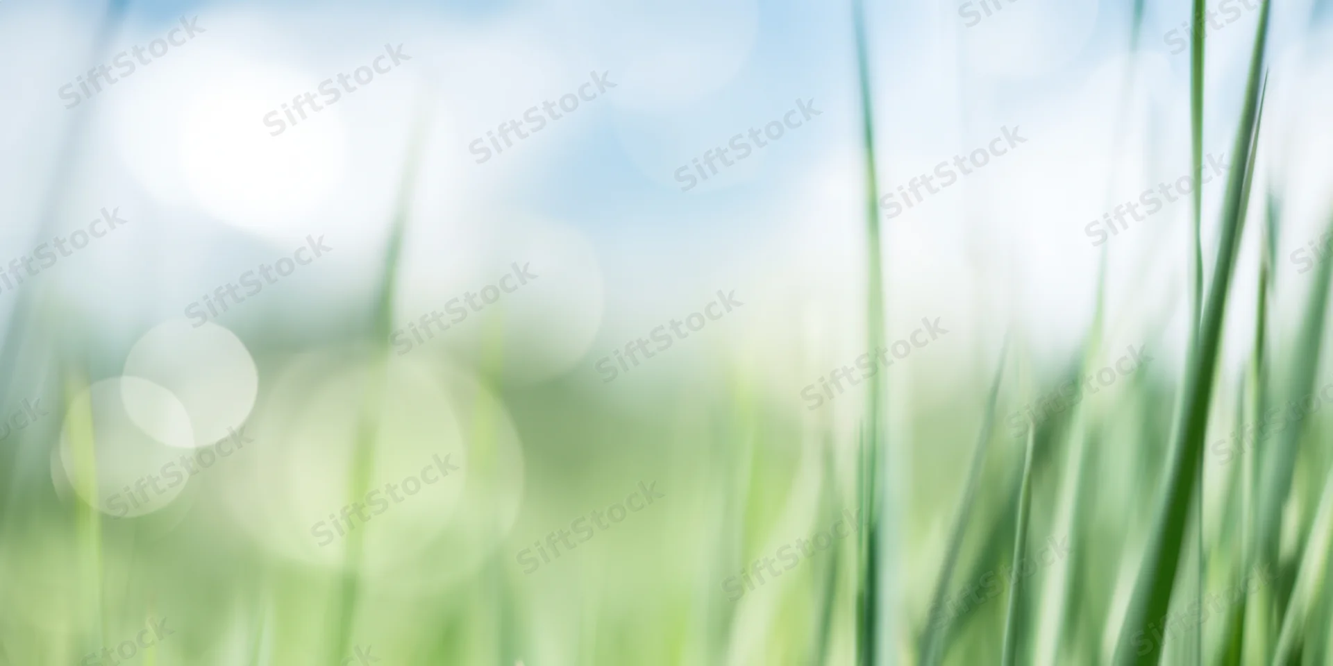 Green grass blades in soft focus against a pale blue sky with sunlit bokeh background