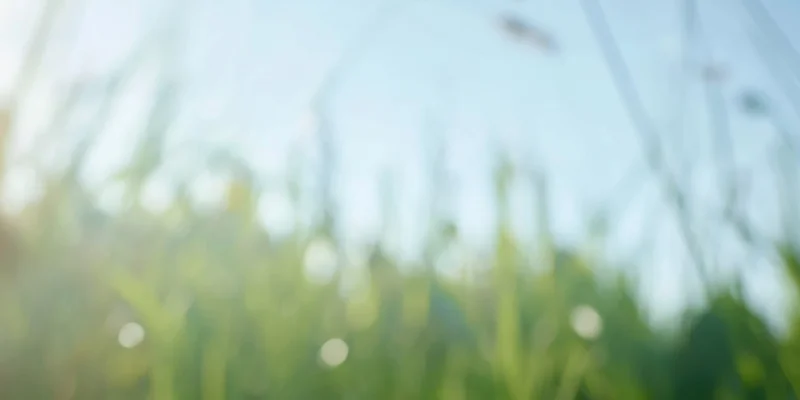 Blurred green grass blades under soft sunlight against pale blue sky