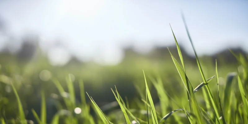 Green grass blades in soft sunlight with blurred blue sky background