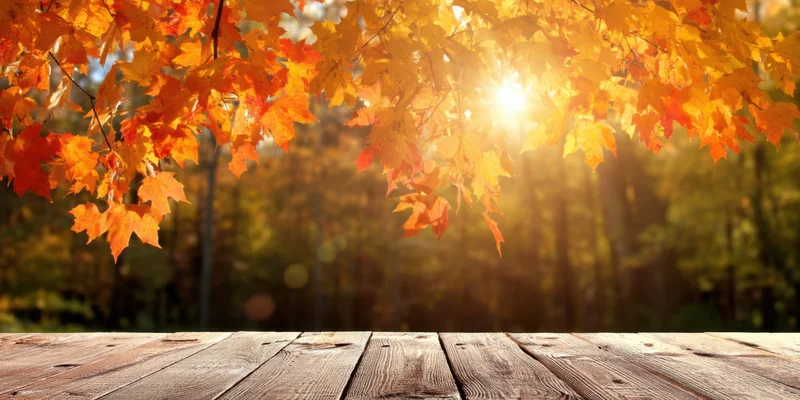 Autumn maple leaves framing a wooden table with sunlight filtering through in a forest setting