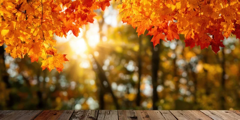 Autumn maple leaves framing a sunlit forest with wooden table in foreground