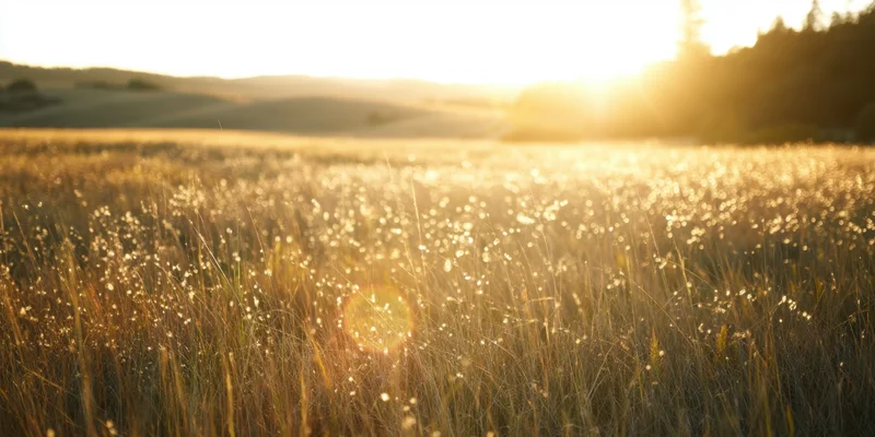 Sunlit field of tall grasses with golden hour lens flare and bokeh effect