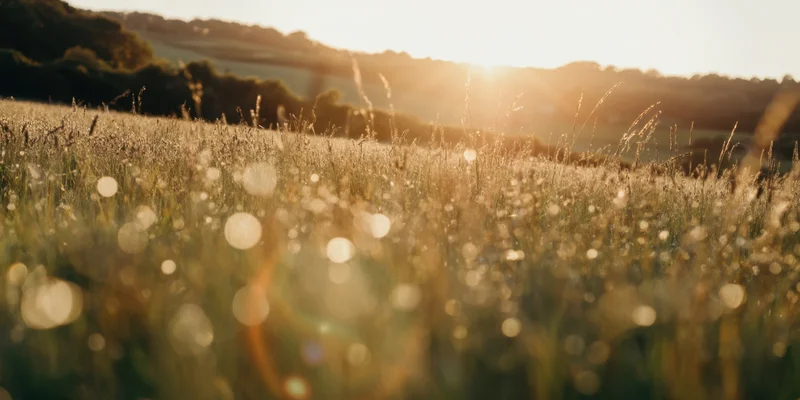Sunlit grass field with golden hour lens flare and bokeh effect
