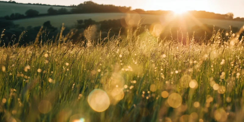 Tall grasses in a sunlit field during golden hour with lens flare and bokeh effects
