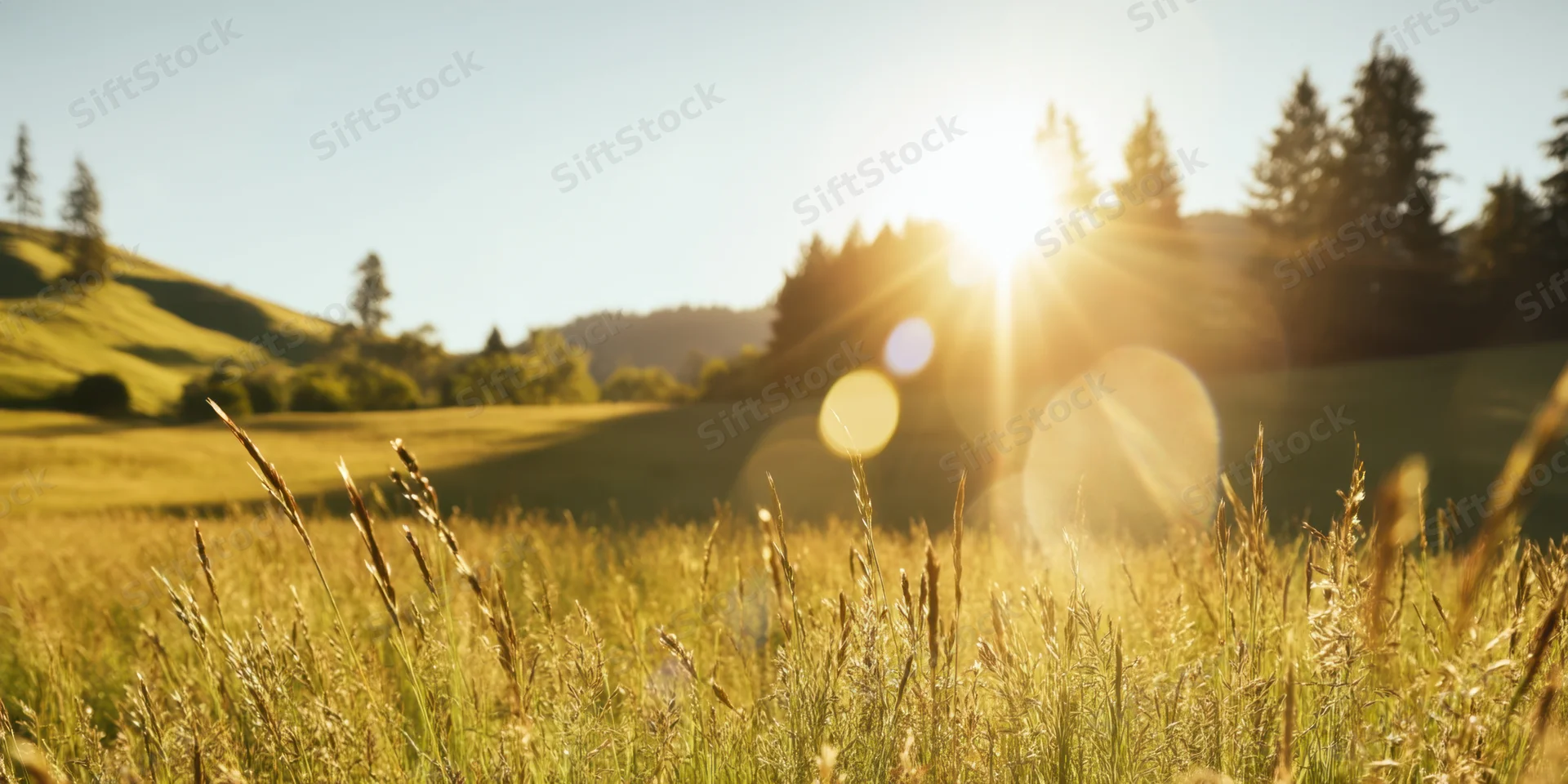 Sunlit field of tall grasses with golden hour lens flare and distant hills