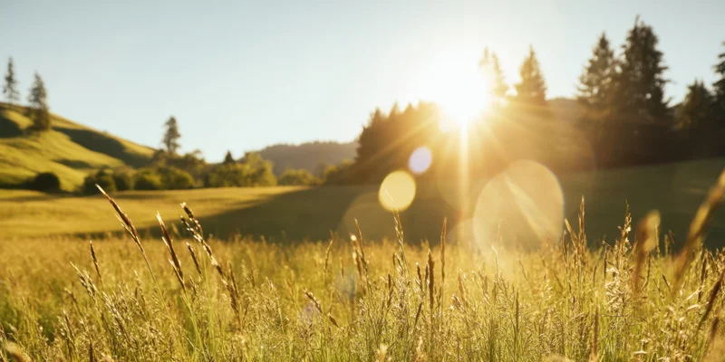 Sunlit field of tall grasses with golden hour lens flare and distant hills