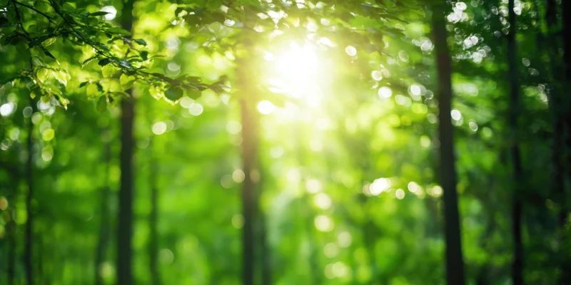 Sunlit forest with soft focus and glowing green foliage