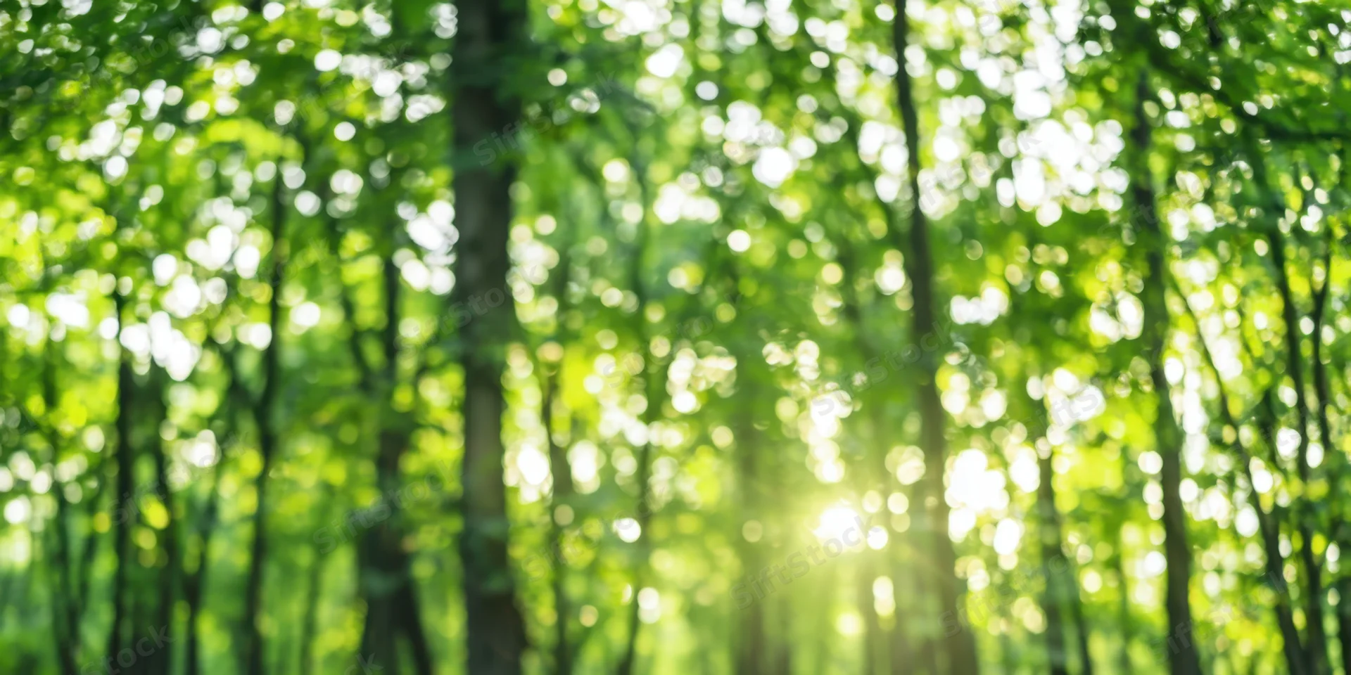 Sunlit forest with soft focus and green foliage creating a glowing bokeh effect