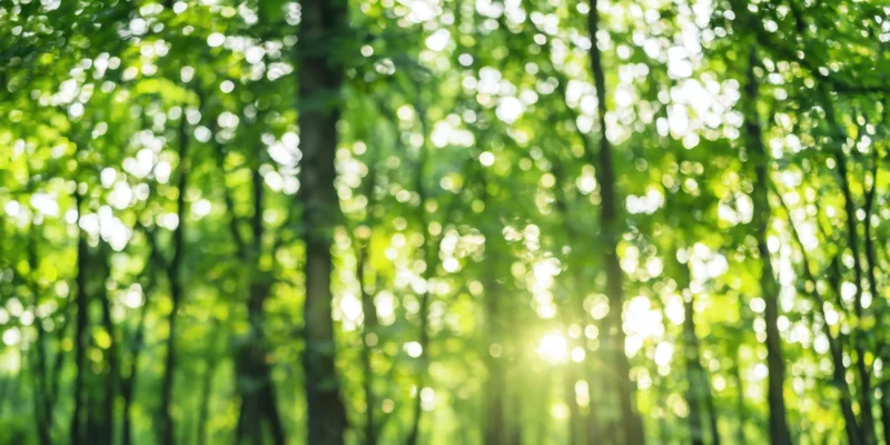 Sunlit forest with soft focus and green foliage creating a glowing bokeh effect