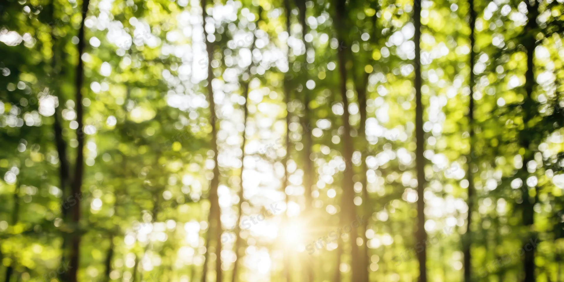 Sunlit forest with soft focus and glowing green foliage
