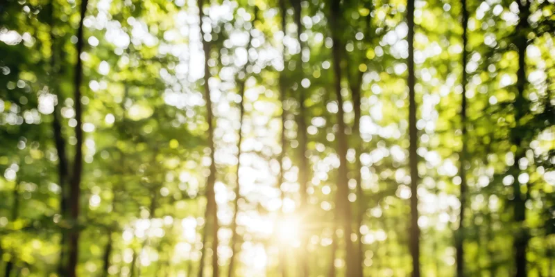 Sunlit forest with soft focus and glowing green foliage