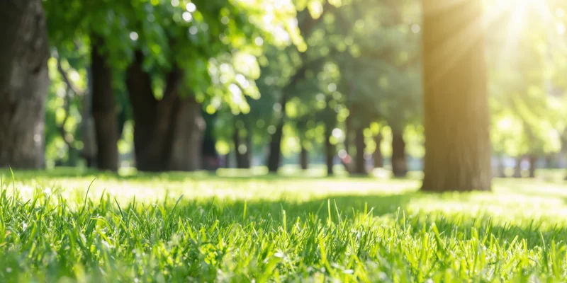 Sunlit green grass in a park with tall trees and dappled shade