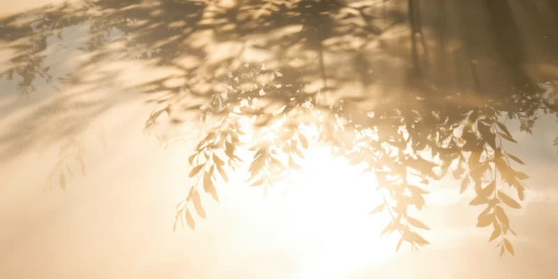 Sunlight filtering through delicate tree leaves in a tranquil outdoor scene