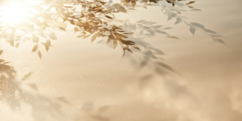Delicate leaves backlit by warm sunlight in a blurred outdoor scene