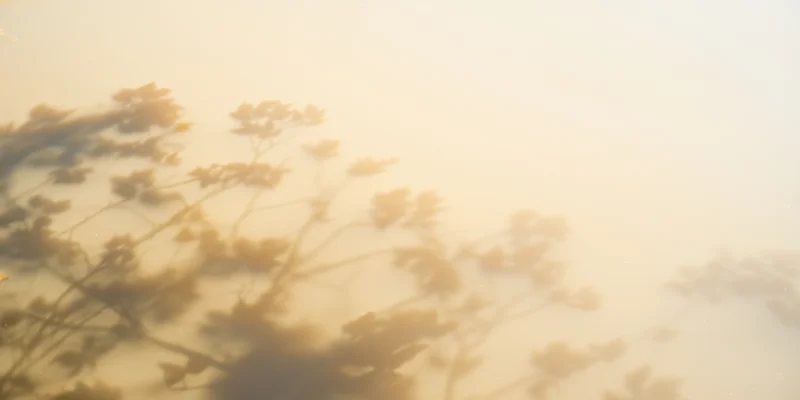 Tranquil sunlit scene in warm beige tones with delicate leaves